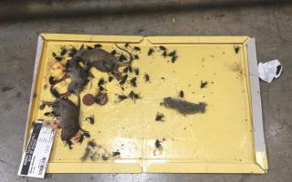 Dead mice and flies were found at the depot. Photo: Enfield Council/PA Wire