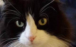 Michelle Cooper's cat Sid is our Pet of the Week
