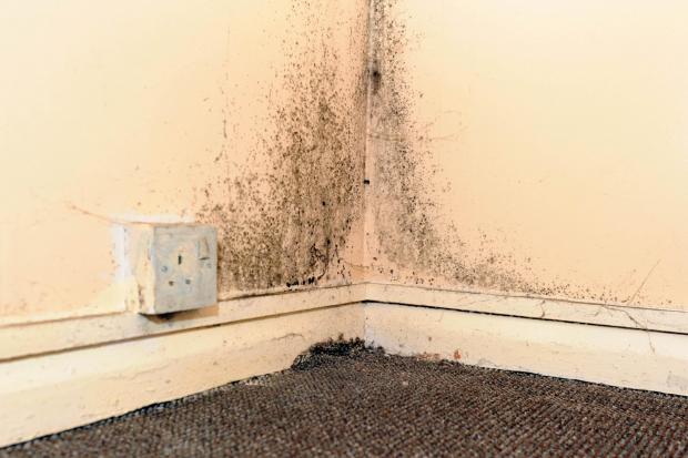 Mould in the indoor environment can be a major source of microbial pollution and associated health effects