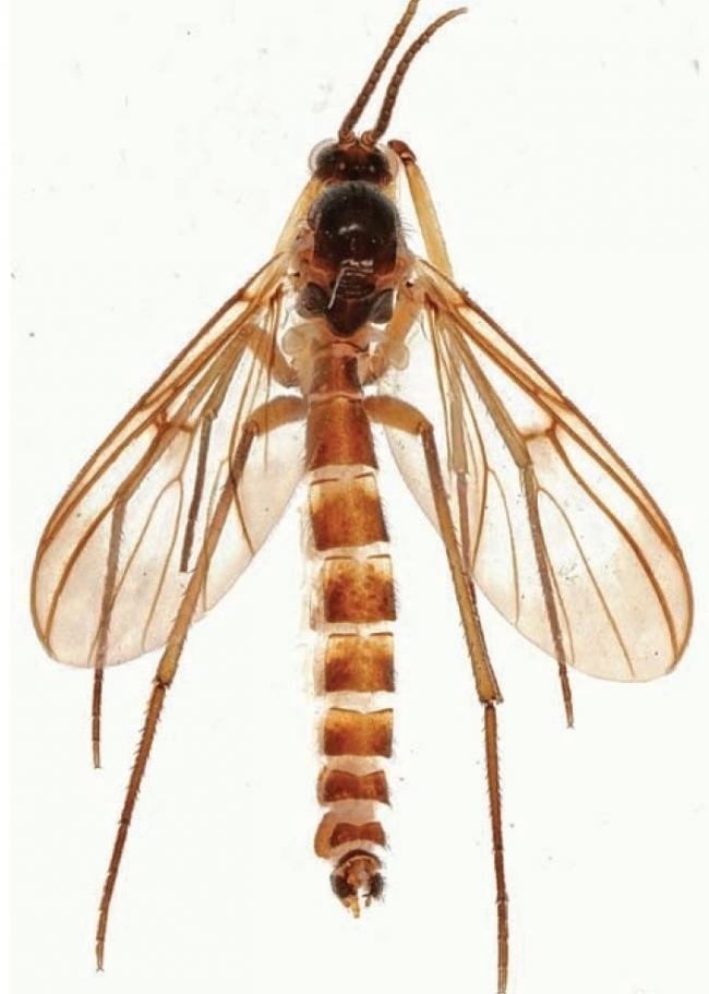 The Grzegorzekia bushyae, or Bushy Gnat, has genitals with a broader comb of spines than the more common species