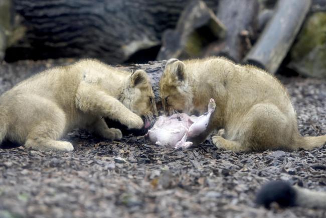 Feed a baby lion with your Christmas leftovers
