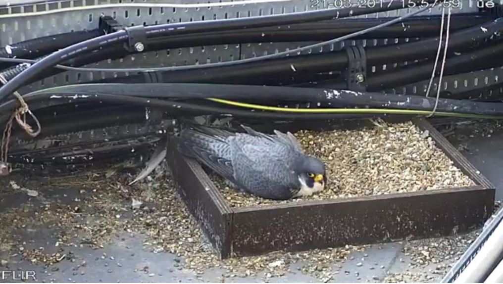 Merton Council defends decision to live stream footage of nesting birds but not council meetings
