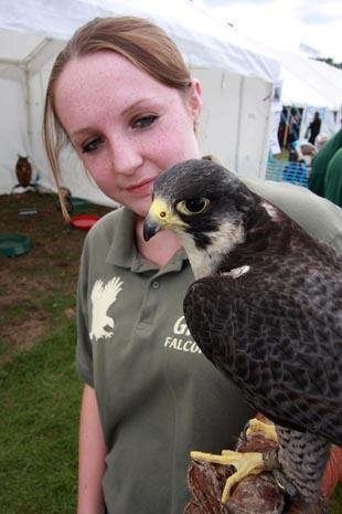 Falcon: Lisa Greenhalgh with a peregrine falcon