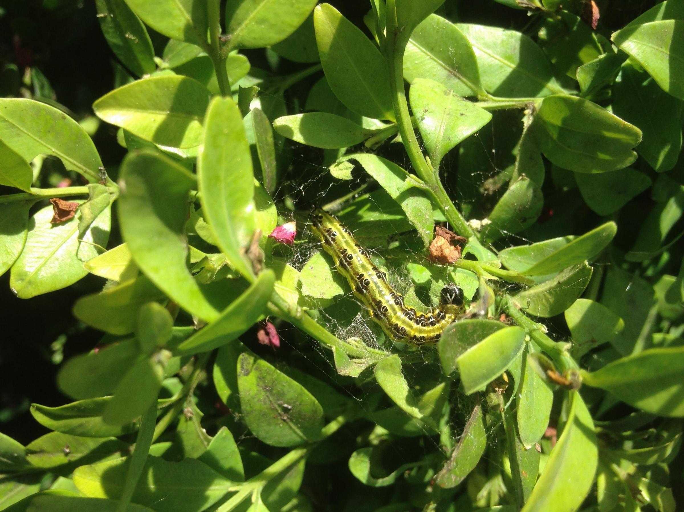 Hungry caterpillars from the Far East destroying Haydon Park Road hedges