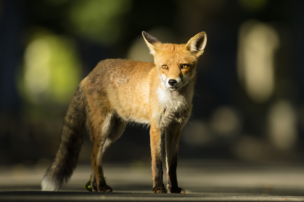 COMMENT: Urban foxes are a pest and we must now take action to control them