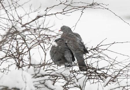 Even pigeons huddled close in the sub-zero temperatures. Picture: Chris Gray