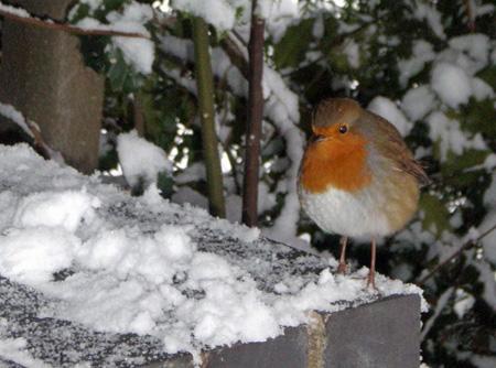 A robin spotted in Claygate, Surrey, by Judy Thomas and her family