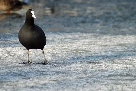 A coot on a frozen pond in Richmond Park. By Adam Siese