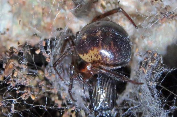 Brits warned over false widow spider bites that could lead to hospitalisation. (PA)
