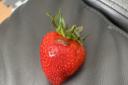 The slug found on the strawberries bought at Crystal Palace Sainsbury's