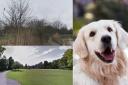 Top destinations for dog walks in south west London