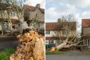 The fallen tree in Sutton (photo: Graham Hodson)