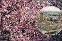 Spring is here, which means the Cherry Blossom trees are in bloom, discover the best places to see them in London.