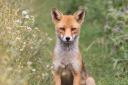 A fox photographed in Beddington Farmlands by a resident who did not wish to be named