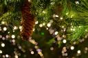 Rosehill Christmas Lights will switch on on Saturday, December 9