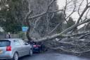 Car crushed by tree during Storm Henk in Sutton