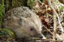 A hedgehog Image: Donna Zimmer