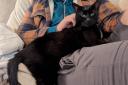 Blackie is an asthmatic cat who has not had any luck so far from potential adopters