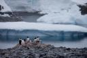 Gentoo penguins stand on rocks near the Chilean station Bernardo O’Higgins, Antarctica (PA)
