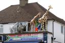 Shop must apply for planning permission or remove giraffes, elephant and zebra