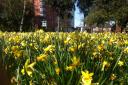 Daffodils have enjoyed recent sunshine