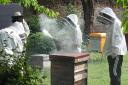 Beekeeping demonstration