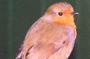 Raided: The nest of a robin was pilfered