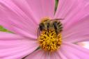 Crucial: A bumblebee