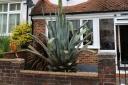 This Agave Americana plant is taller than the phone lines at its owner's South Norwood home