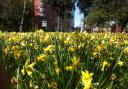 Blooms are revelling in the sunshine