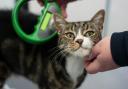 Lost or stolen pets could be reunited with their owners more quickly due to a new microchipping system.