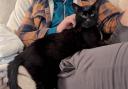 Blackie is an asthmatic cat who has not had any luck so far from potential adopters