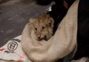 A trio of endangered lion cubs underwent their first check-up at London Zoo