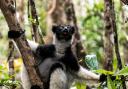 Indri, the largest living lemurs. Picture taken in Andasibe National Park. Photo: PA/Renato Granieri