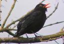 Super singalong with blackbirds