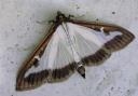 Nature notes: Talking of moths