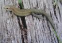 Nature Notes: Lovely lizards