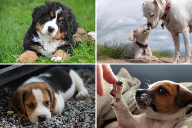 International Dog Day: The cutest photos we could find on social media. (Canva)
