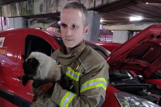 Croydon firefighter with the cat, who got trapped inside a Royal Mail van somehow. Image: Croydon LFB