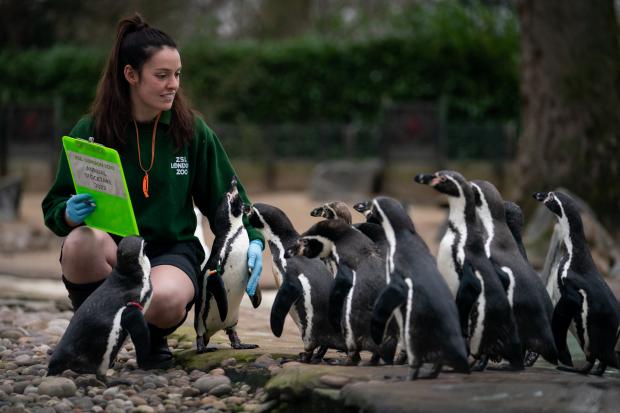 Your Local Guardian: A keeper at London Zoo counts the Penguins. (PA)