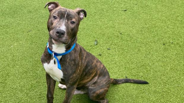 Your Local Guardian: See the dogs looking for homes at Battersea. (Battersea)