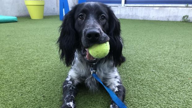 Your Local Guardian: See the dogs looking for homes at Battersea. (Battersea)