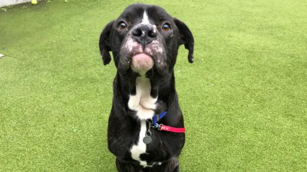 Your Local Guardian: Battersea has loads of dogs looking for new homes. (Battersea)