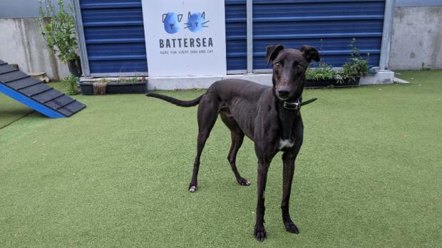 Your Local Guardian: Battersea has loads of dogs looking for new homes. (Battersea)