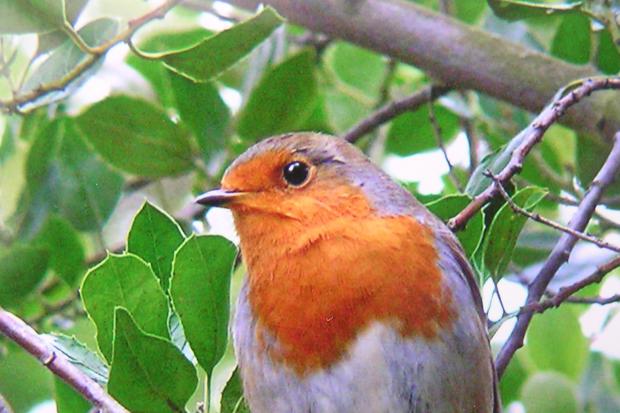 Robins are making quite an impression in my garden