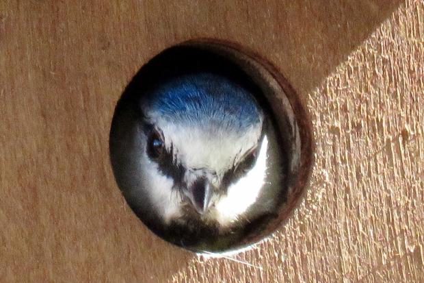 Blue tits exploring nest boxes, photos by Donna Zimmer