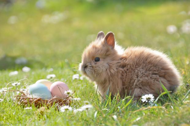 Your Local Guardian: Easter events in London. (Canva)