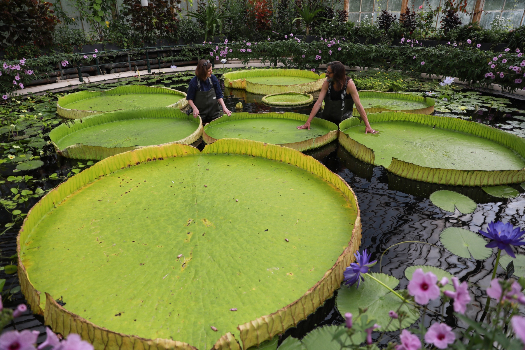 New giant waterlily's on display at Kew Gardens | Your Local Guardian - Vimarsana News