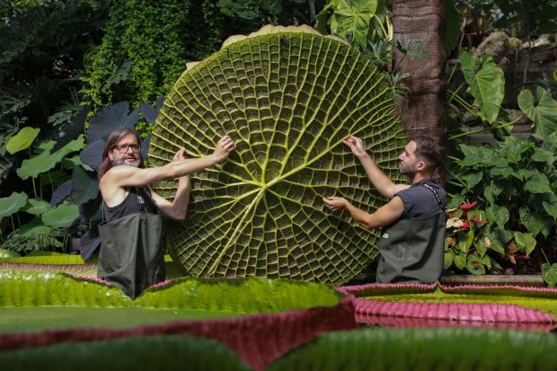 Your Local Guardian: Kew Gardens new Giant Waterlily. (PA)
