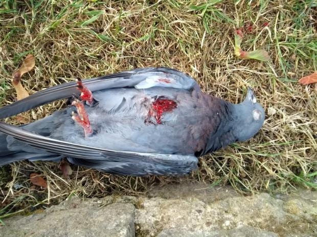 Your Local Guardian: A pigeon that was shot in Beddington Park last week (photo: Saffron Gloyne)